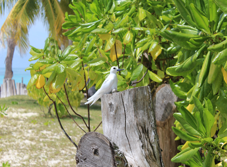 Fairy Tern Bird on Denis Island Seychelles