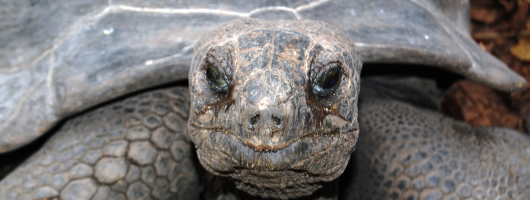 Seychelles Giant Tortoise