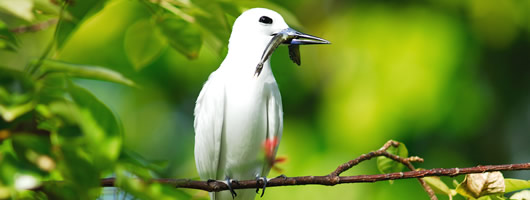 Seychelles rare fauna and flora