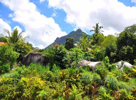 Tropical vegetation surrounds Hanneman Residence Seychelles