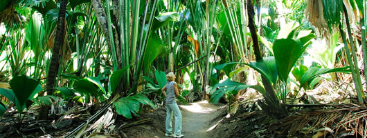 Unique flora of the Vallee de Mai on Praslin