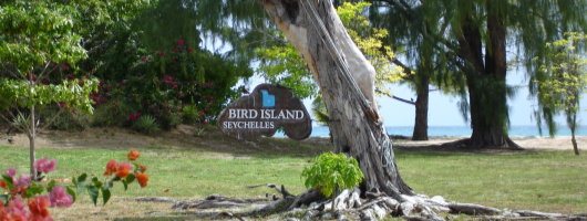 Bird Island