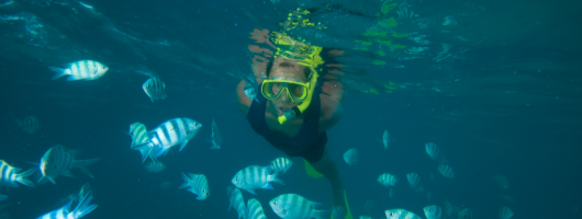 Snorkelling & Diving