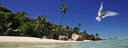 Local wildlife on Cousine Island Seychelles