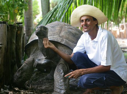 One of the Giant Tortoises of Denis Island Seychelles