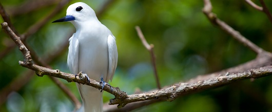 Fairytern in Denis Island