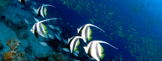 Seychelles marine life