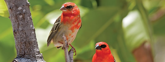 Numerous endemic birds of Seychelles