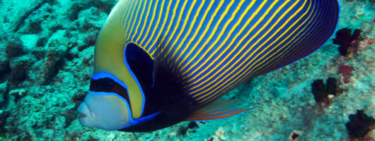 Seychelles marine life
