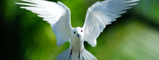 Seychelles - exquisite fauna & flora