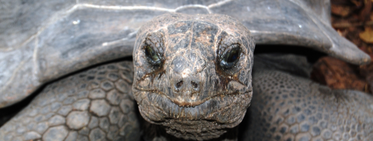 Fregate Island Giant Tortoise