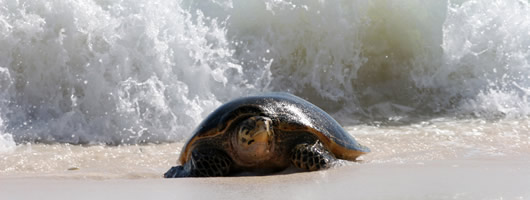 Turtles in Seychelles