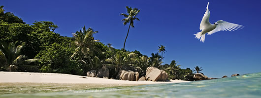 Superb snorkelling from most beaches