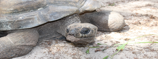 Meet the locals! - the giant tortoises