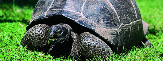 Unique wildlife of Seychelles